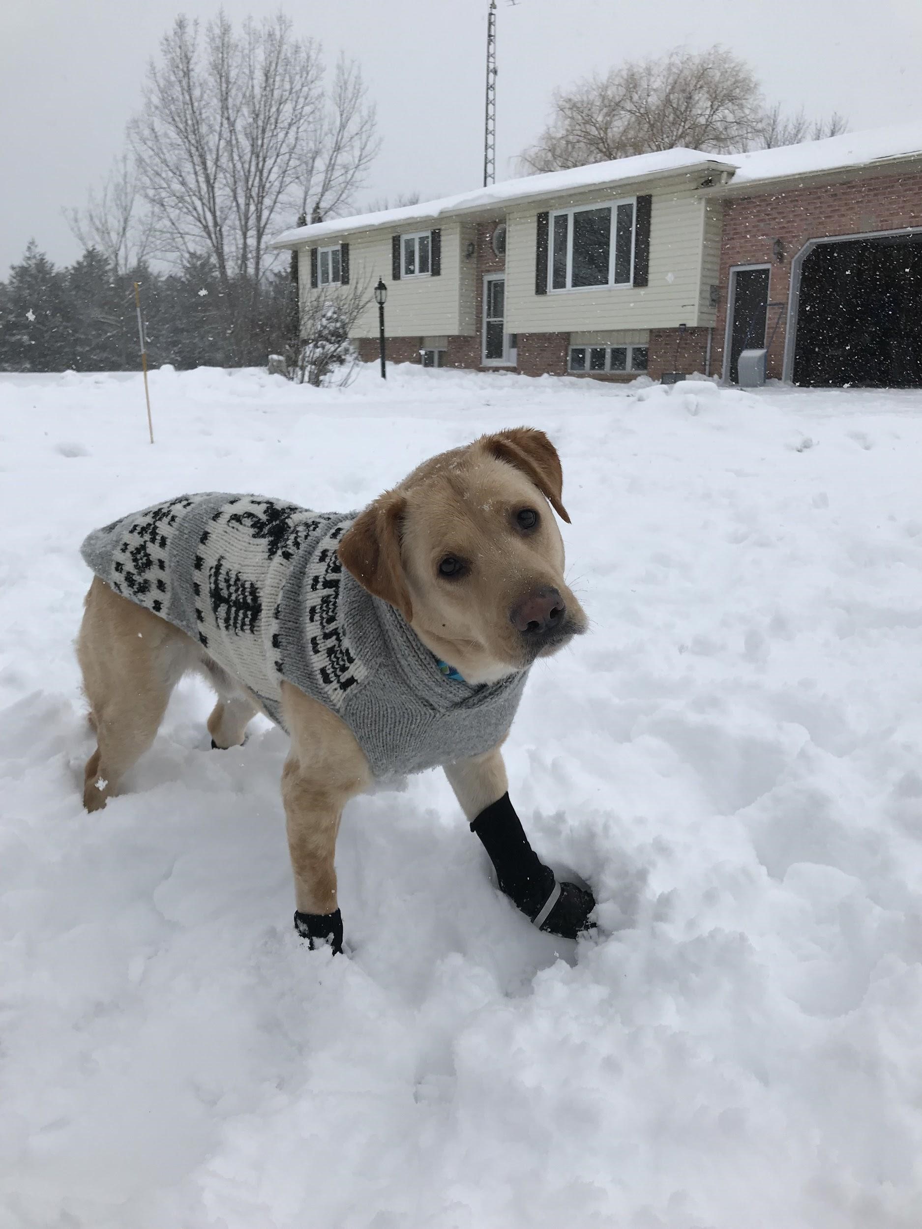 A dog wearing a sweater and standing in snow