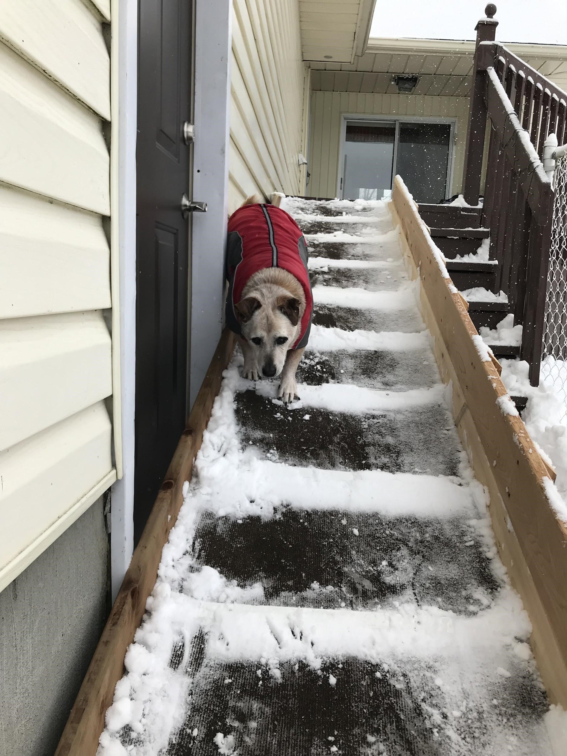 Dog wearing a jacket and walking down snowy stairs