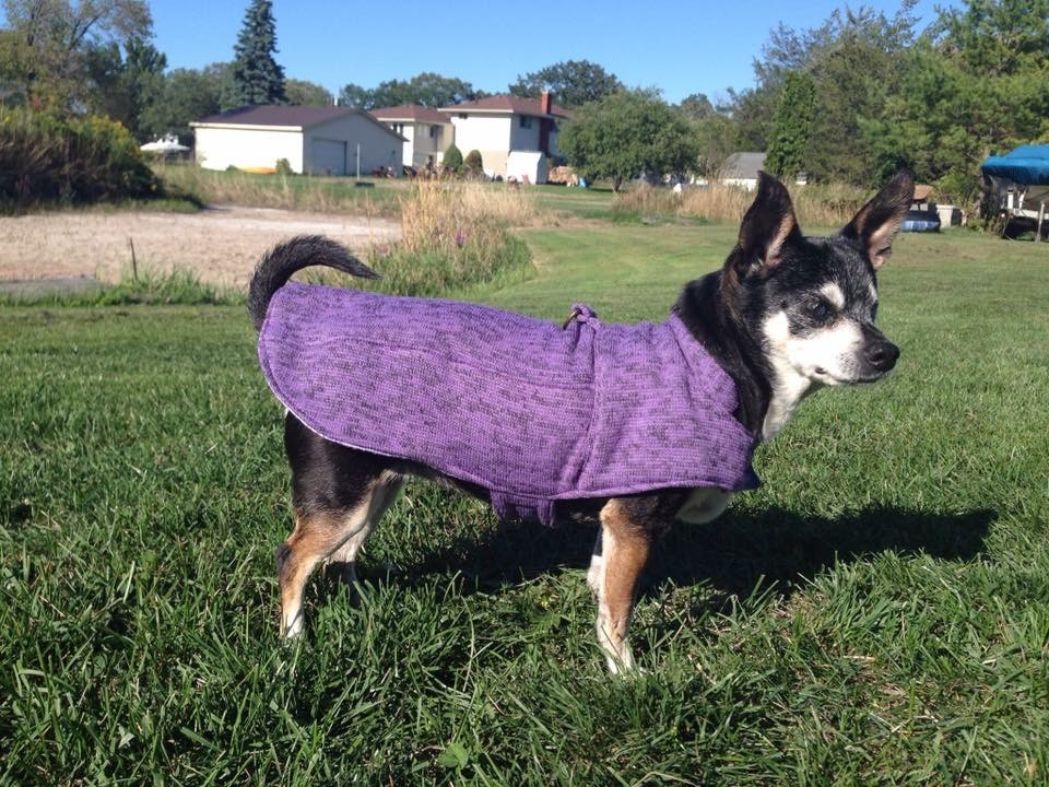 A dog wearing a purple sweater and standing in grass
