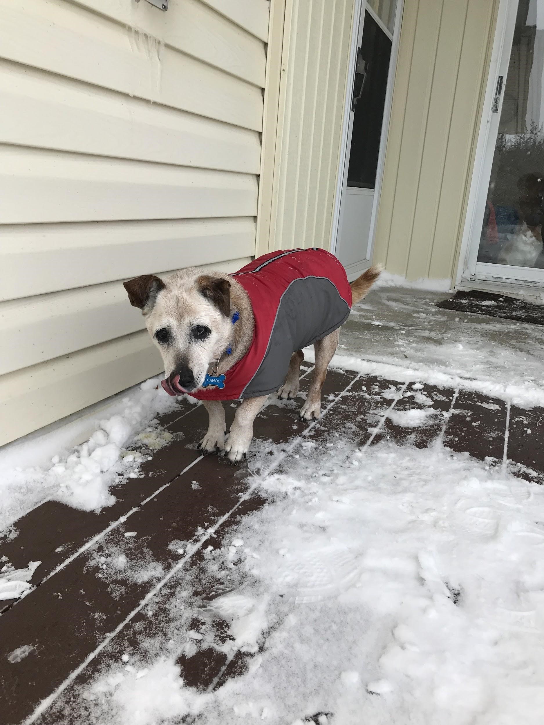 A dog wearing a jacket and standing on snowy ground