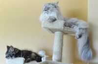 Two cats lying on a cat tower