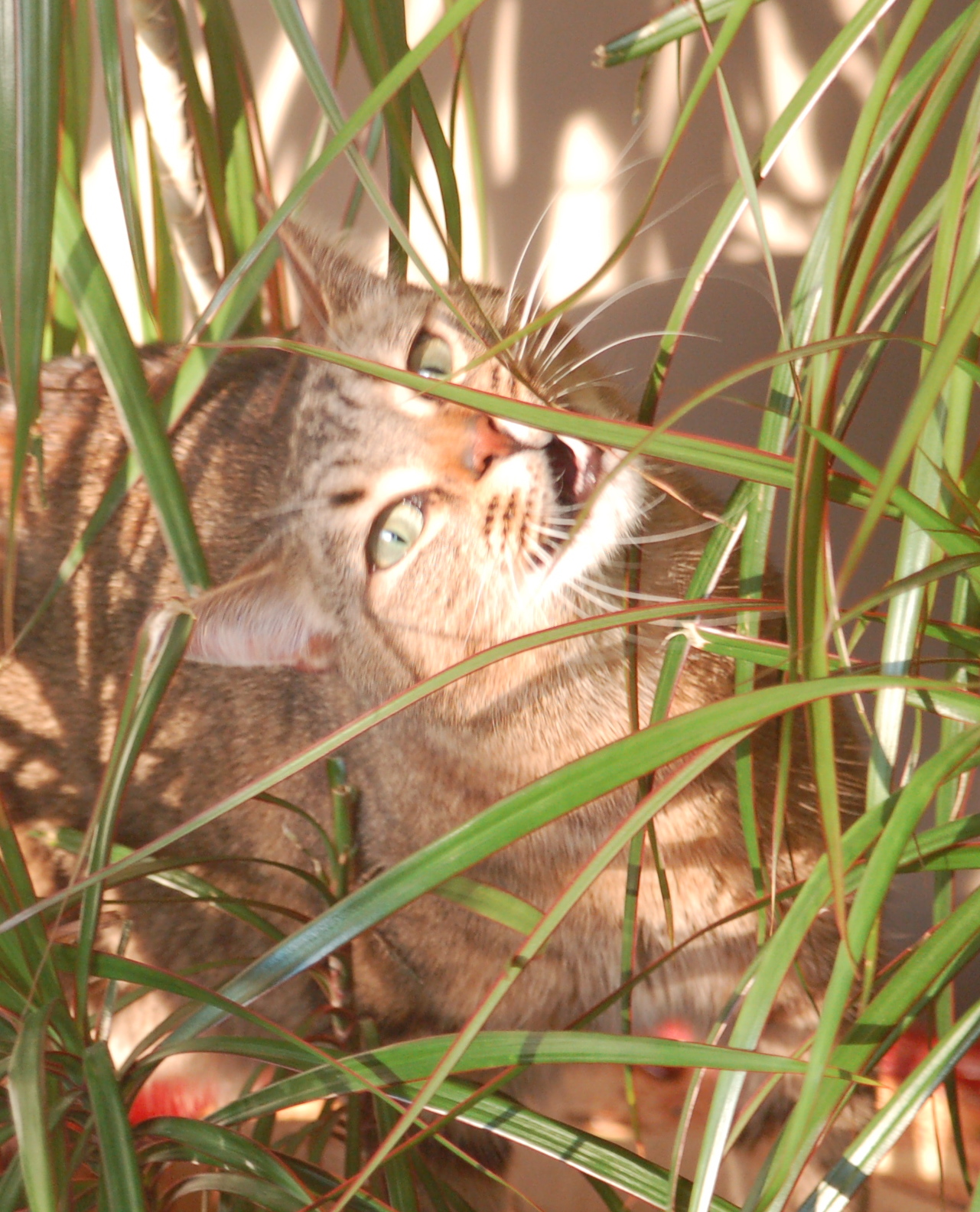 Cat eating a plant leaf