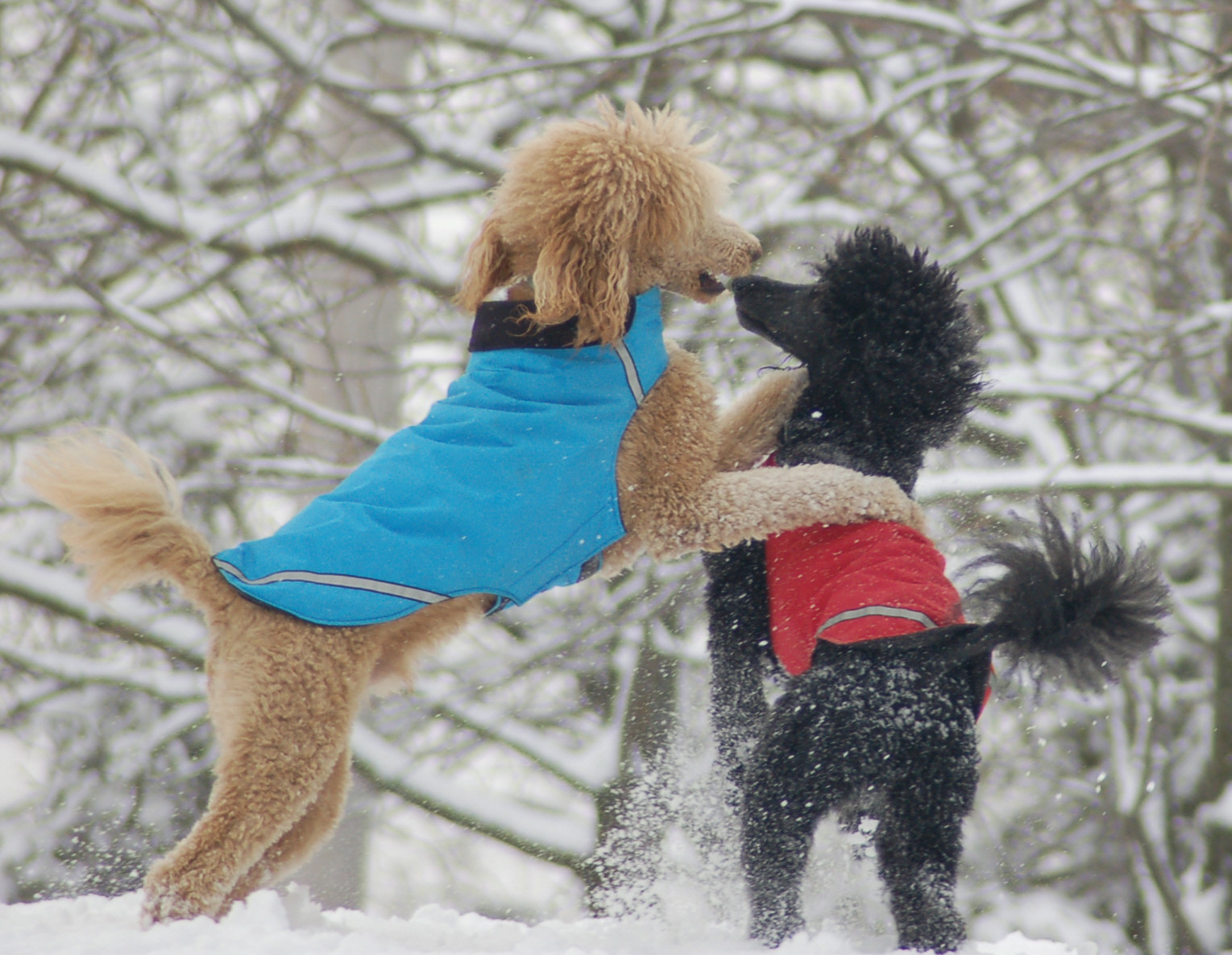 Two poodles wearing coats and playing in the snow