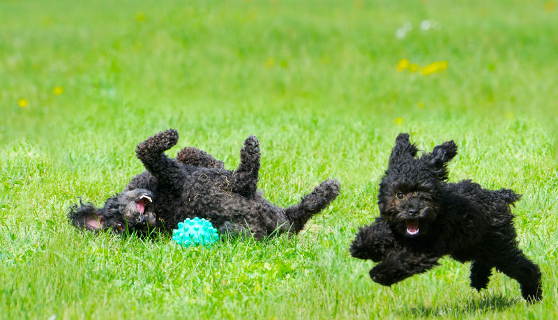 Dogs Playing Together