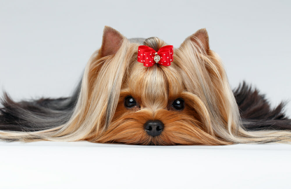 A cute puppy wearing a bow and lying down
