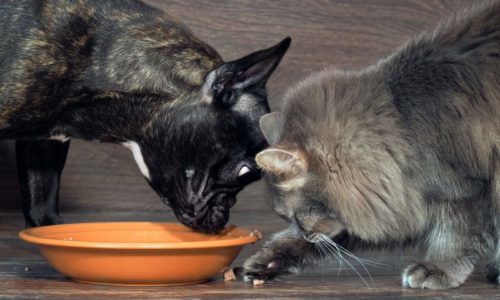 Dog and cat sharing food from an orange bowl