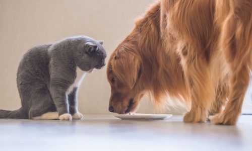 Cat and dog sharing food on a plate