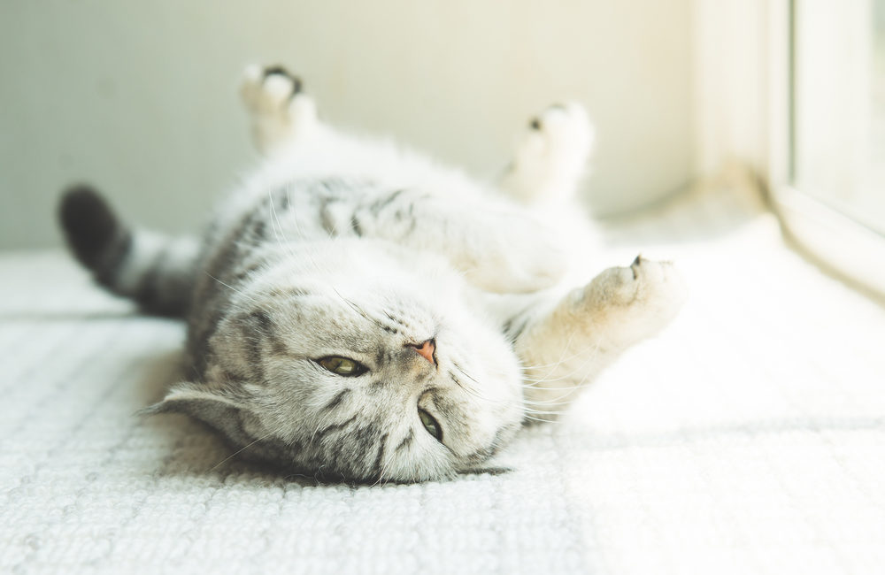 A sleepy cat lying on a carpet on its back