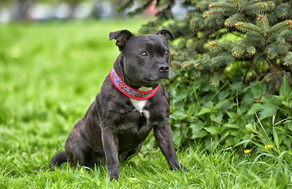 English staffordshire bull terrier five years old