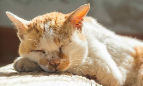 A sleeping orange and white cat