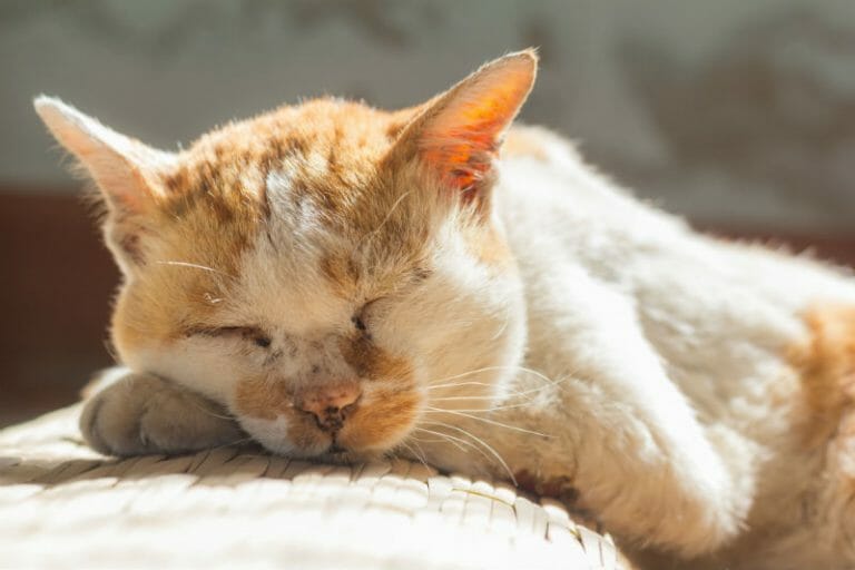A sleeping orange and white cat