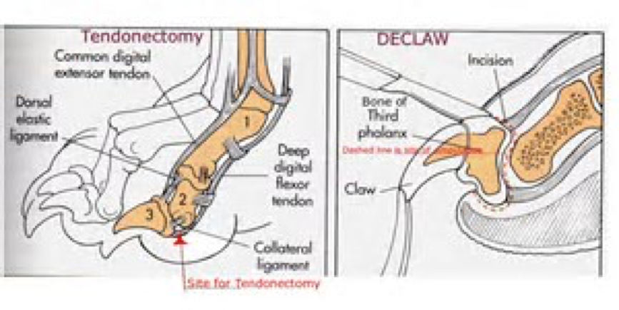 Diagram of tendonectomy and declaw