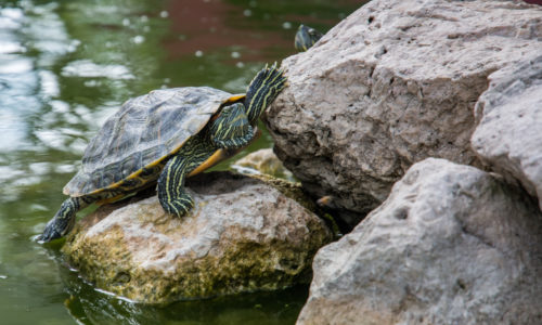 Turtle standing on a rock