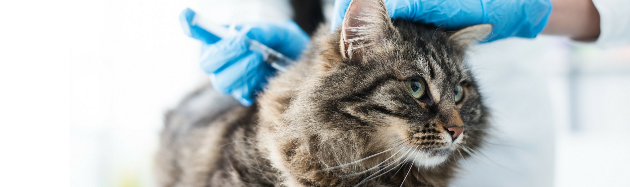 Cat Vaccinations Feline Shots & Treatments Hillcrest Animal Hospital