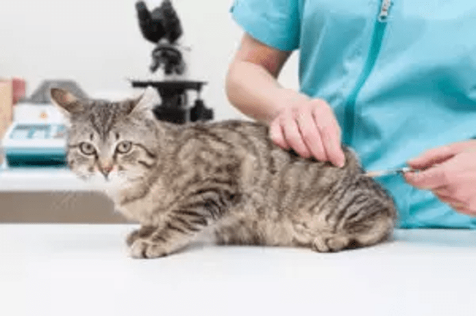 Veterinarian giving a cat a vaccination