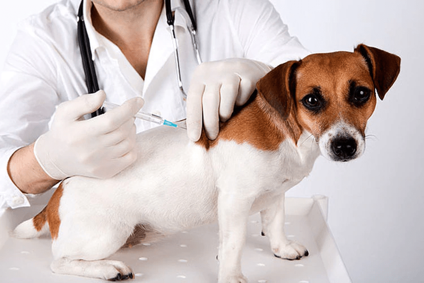 Veterinarian giving a puppy a vaccination